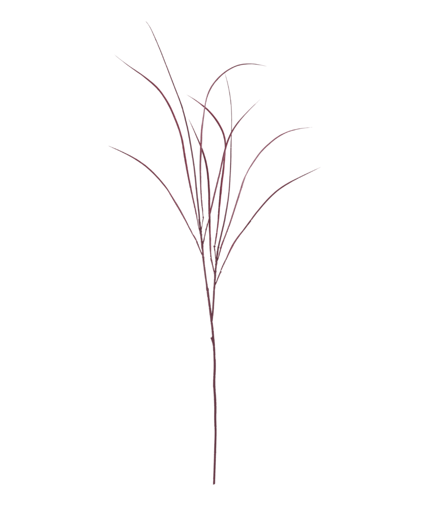 Acorus Grass Crimson