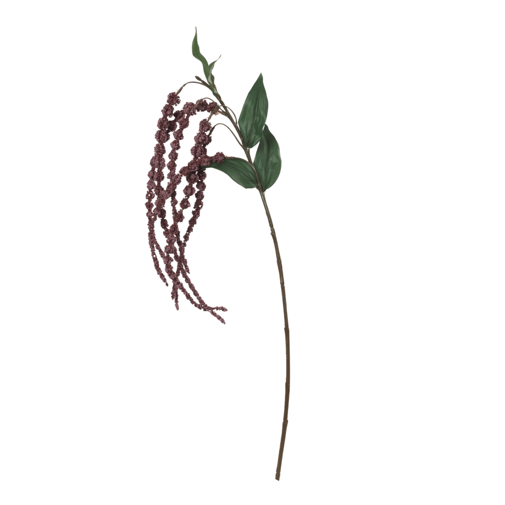 Amaranthus Burgandy Glow