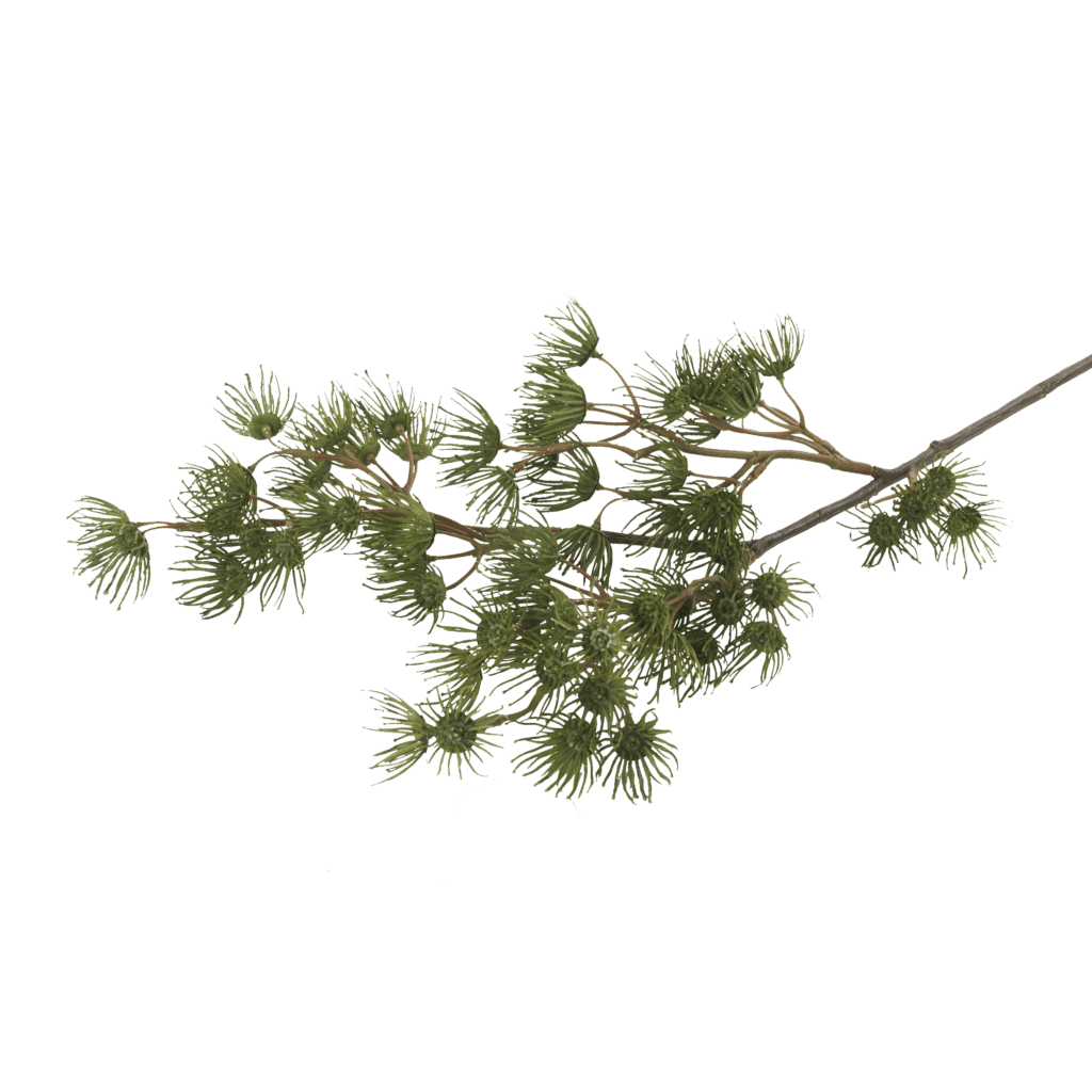 Pinus Vert Stem