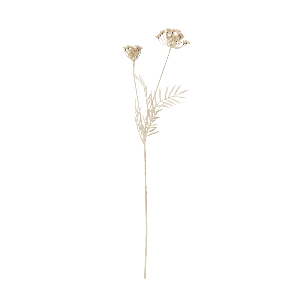 Queen Anne's Lace Bleached