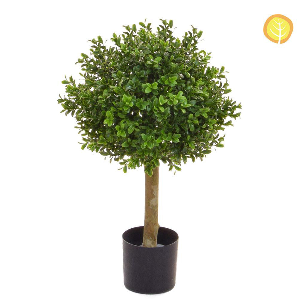 Topiary Buxus Ball Tree 35cm