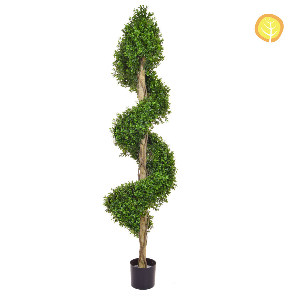 Topiary Buxus Spiral C Tree 170cm