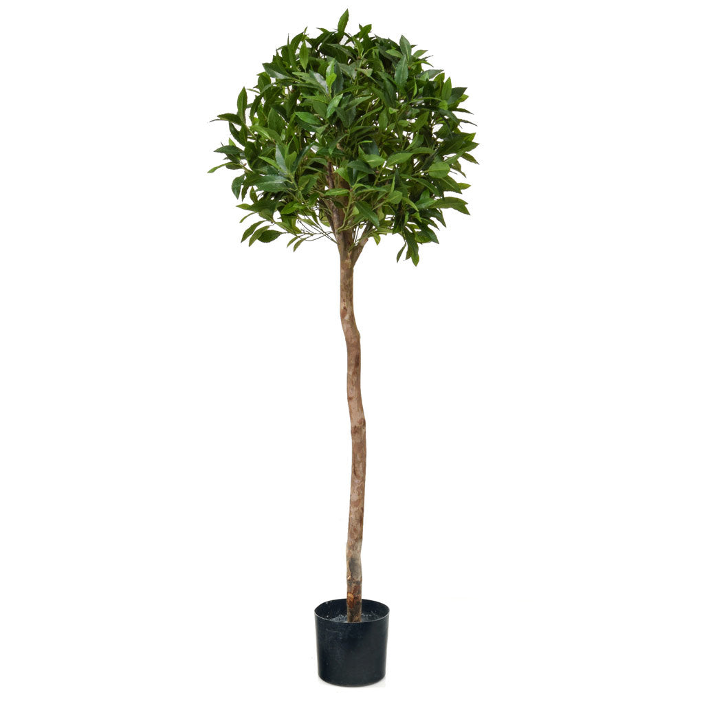 Bay Laurel Ball Tree 135cm