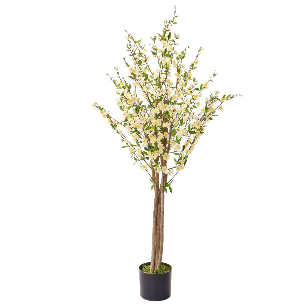 Flowering Cherry Blossom White 150cm