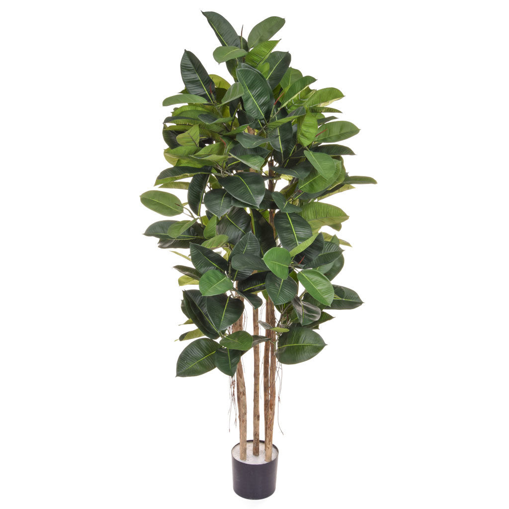 Ficus Elastica Tree 170cm