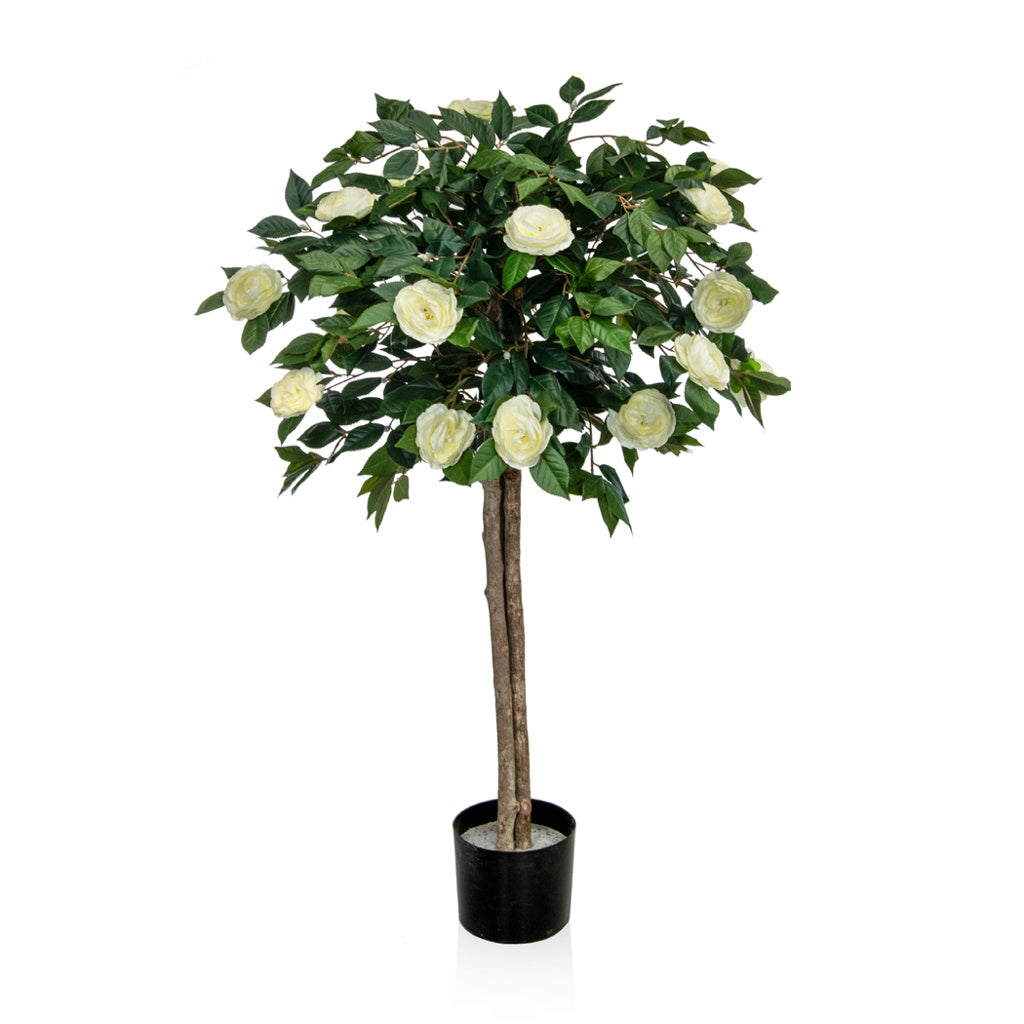 Camellia Tree 120cm