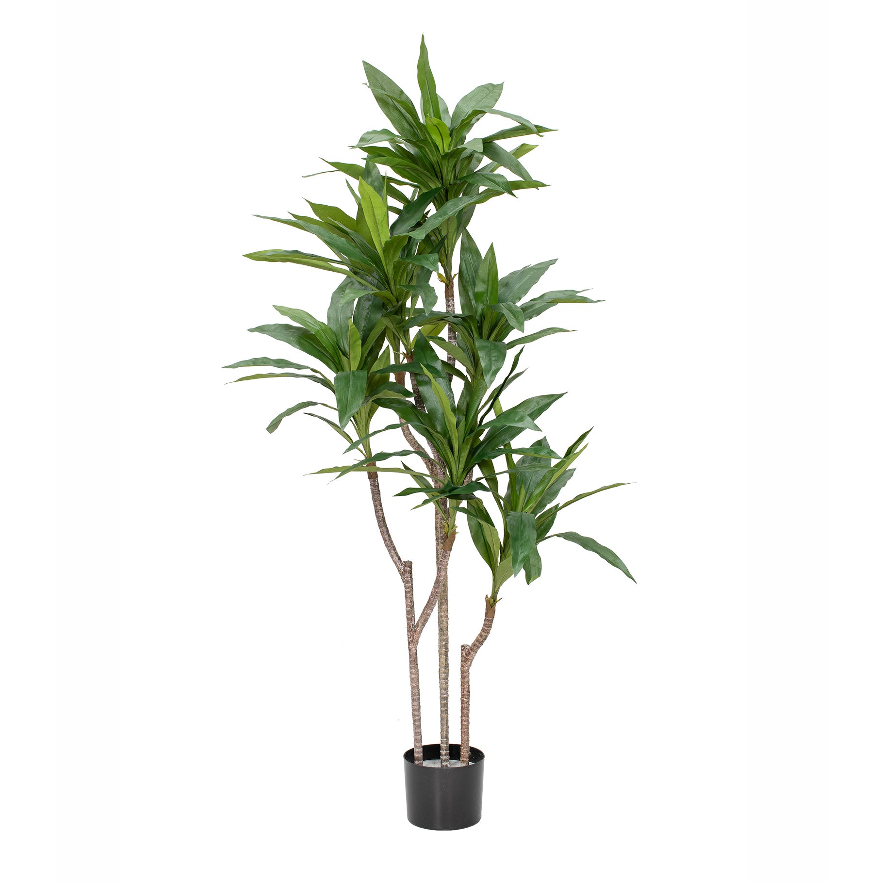 Cordyline in Pot 150cm