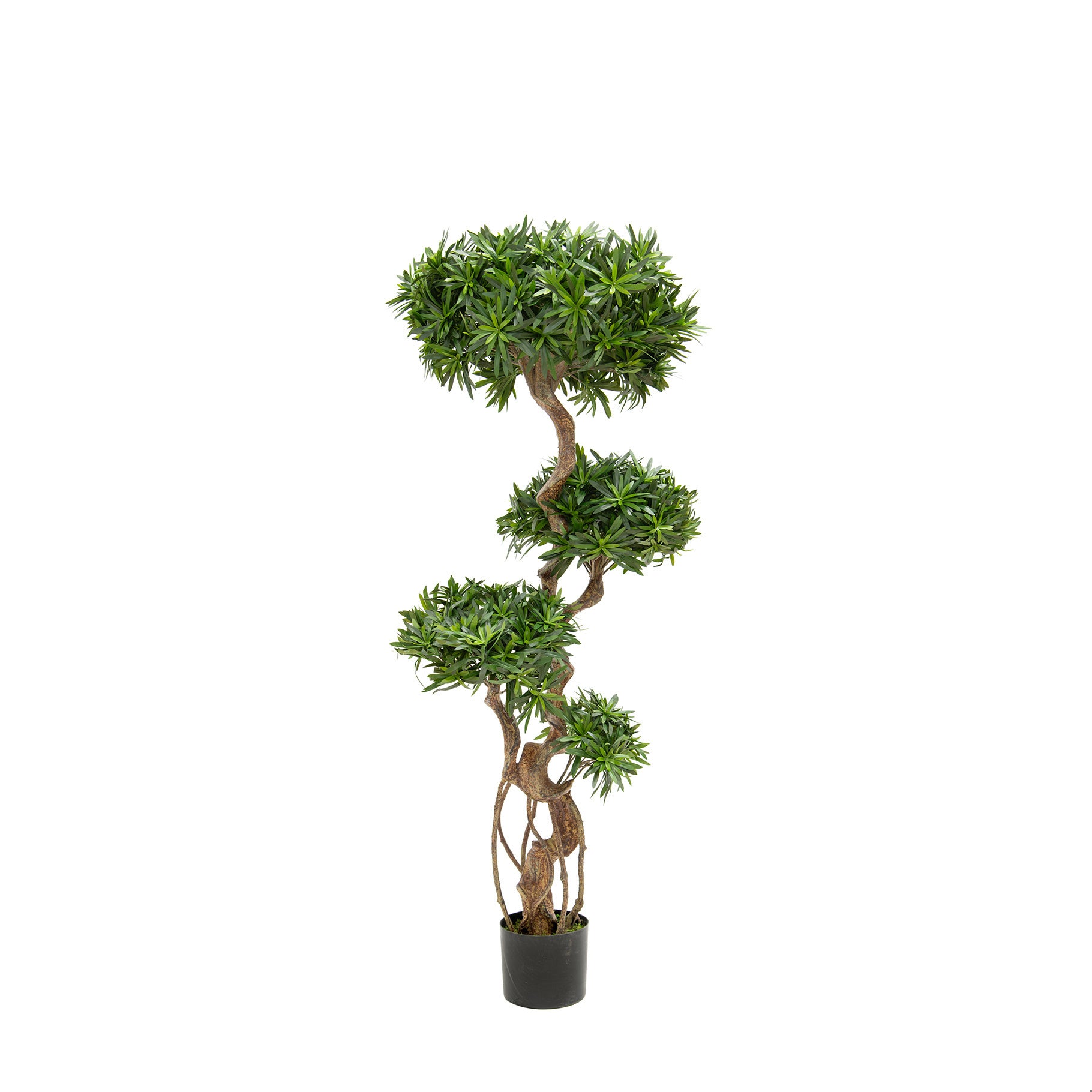 Podocarpus Tree 150cm