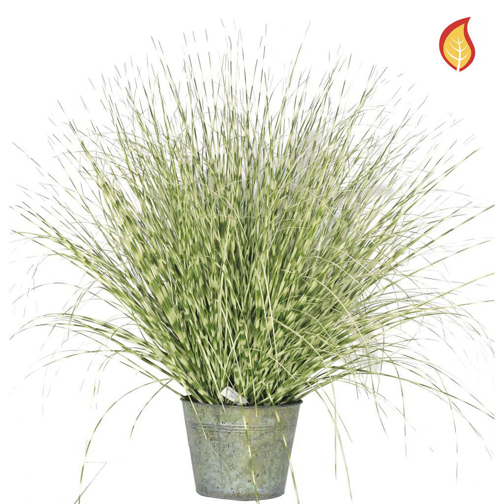 Zebra Grass A in metal pot 50cm