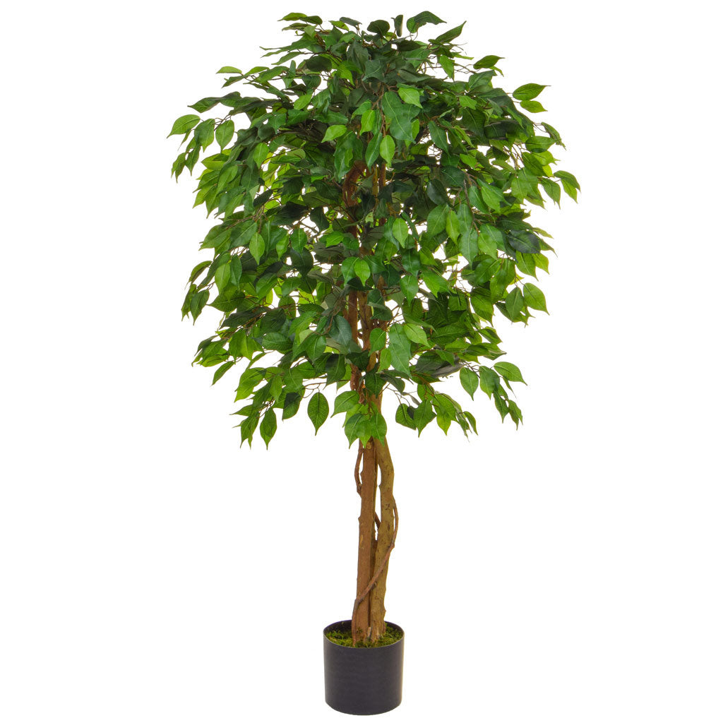 Ficus Green Tree 150cm